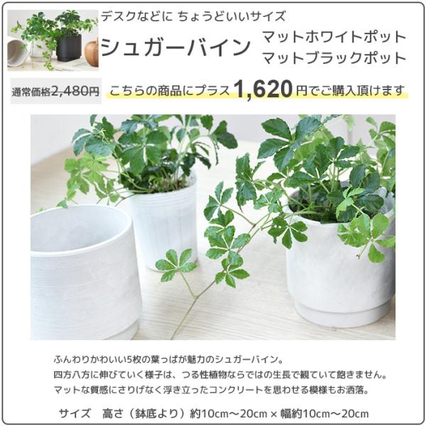 観葉植物 大型 6号 7号 2鉢セット 鉢カバー付き セット 室内用 インテリア おしゃれ 種類 モンステラ サンスベリア ユッカ パキラ カポック ドラセナ Buyee Buyee 日本の通販商品 オークションの代理入札 代理購入