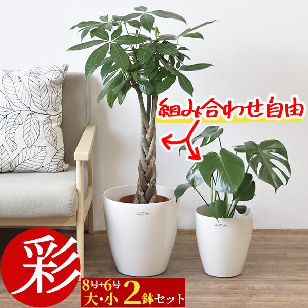 観葉植物 大型 8号+6号 2鉢セット 選べる鉢カバー付き インテリア おしゃれ モンステラ サンスベリア アンスリウム クルシア :OT100006: 観葉植物の専門店 彩植健美 - 通販 - Yahoo!ショッピング 観葉植物 大型 8号+6号 2鉢セット 選べる鉢カバー付き インテリア おしゃれ モンステラ サンスベリア アンスリウム クルシア :OT100006: 観葉植物の専門店 彩植健美 - 通販 - Yahoo!ショッピング
