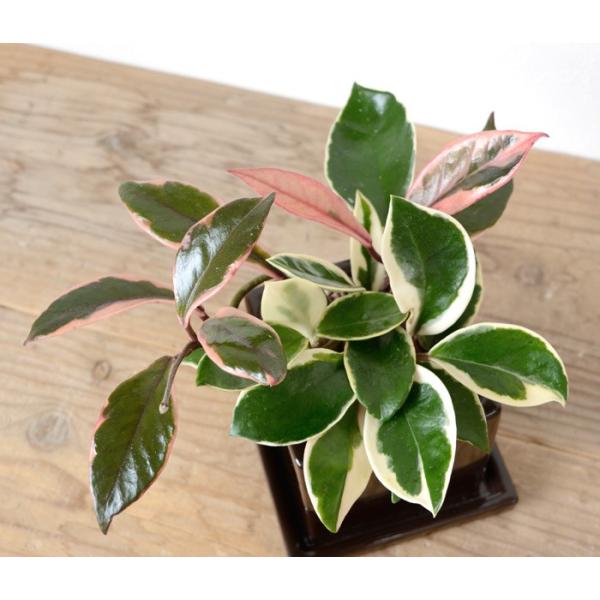 ミニ観葉植物 ホヤ カルノーサ バリエガタ ココアブラウン陶器ポット入り 卓上 室内用 インテリア おしゃれ フイリサクララン Buyee Buyee 日本の通販商品 オークションの代理入札 代理購入