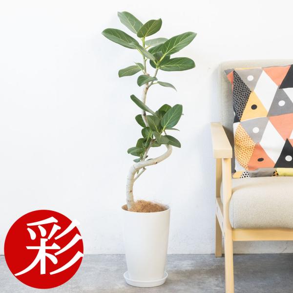 観葉植物 本物 ベンガルボダイジュ(フィカス・ベンガレンシス 観葉植物 本物 ベンガルボダイジュ(フィカス・ベンガレンシス