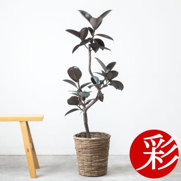 【現品】フィカス・バーガンディ/ブラックフィカス　曲がり　7号　白鉢（2） 観葉植物 本物 フィカス・バーガンディ 7号鉢 曲がり樹形 ゴムの木