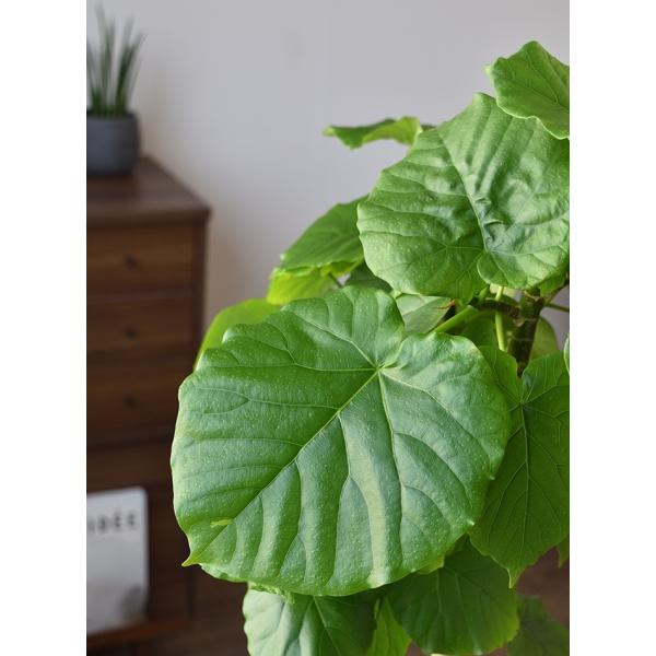 観葉植物 フィカス ウンベラータ 曲がり樹形 8号鉢 大型 室内用 インテリア 人気 お祝い おしゃれ 父の日 Buyee Buyee Jasa Perwakilan Pembelian Barang Online Di Jepang