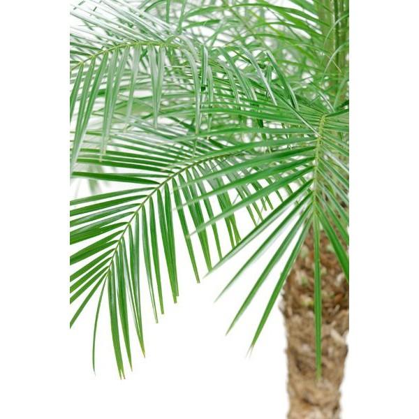 10号鉢 大型 フェニックス 大きめ 観葉植物 大型 ロベレニー インテリア おしゃれ ヤシ ヤシ 室内用 母の日