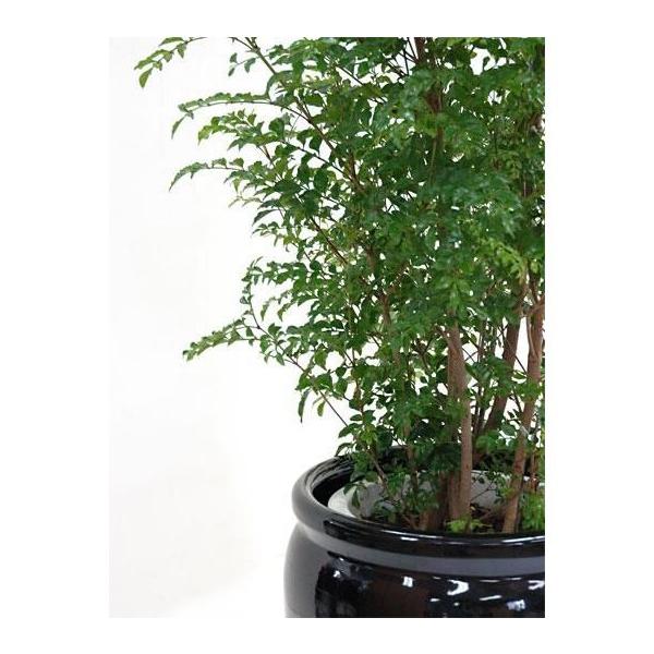観葉植物 お取り寄せ シマトネリコ 10号鉢 トネリコ 大型 室内用 インテリア おしゃれ Buyee 日本代购平台 产品购物网站大全 Buyee一站式代购 Bot Online