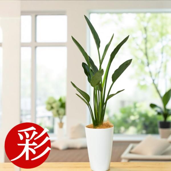 観葉植物 本物 ストレリチア・レギネ7号プラ鉢ロングポット 大型