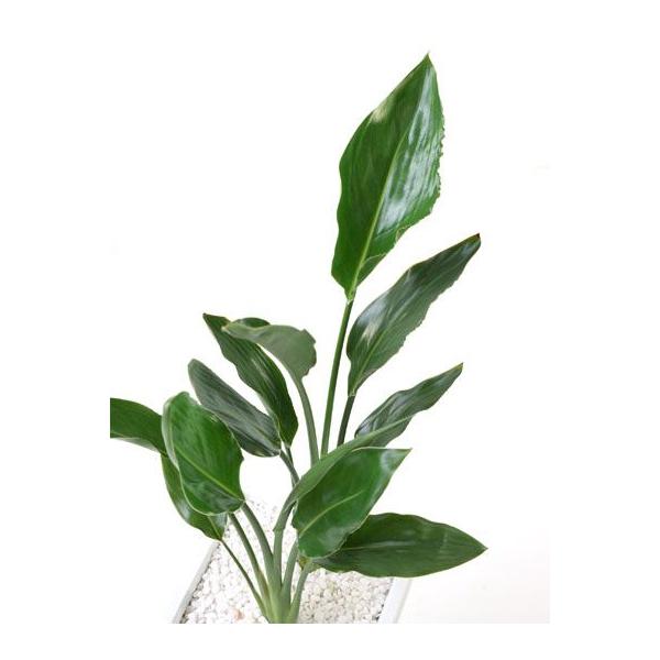 観葉植物 ストレリチア レギネ 2株仕立て 白陶器入り 卓上 室内用 インテリア おしゃれ 極楽鳥花 Buyee Buyee Japanese Proxy Service Buy From Japan Bot Online