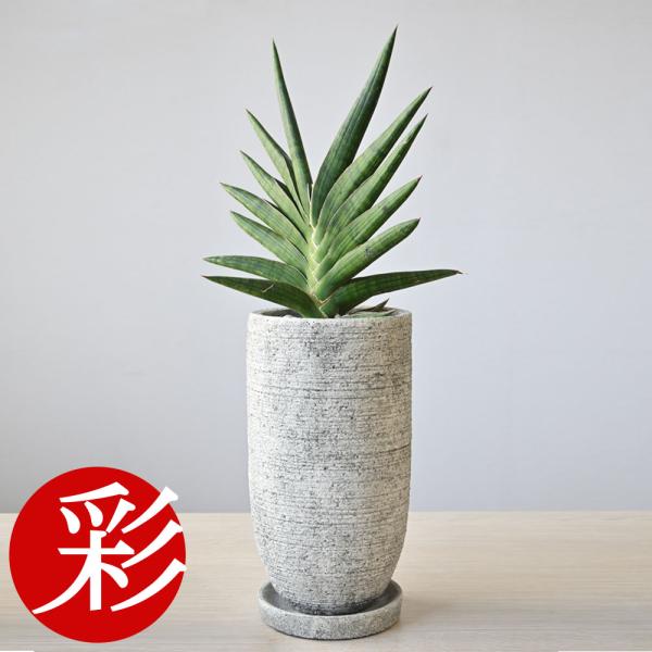 サンセベリアケニア（希少） 観葉植物 陶器鉢付き 観葉植物 本物 サンスベリア・ケニア セメントポット インテリア