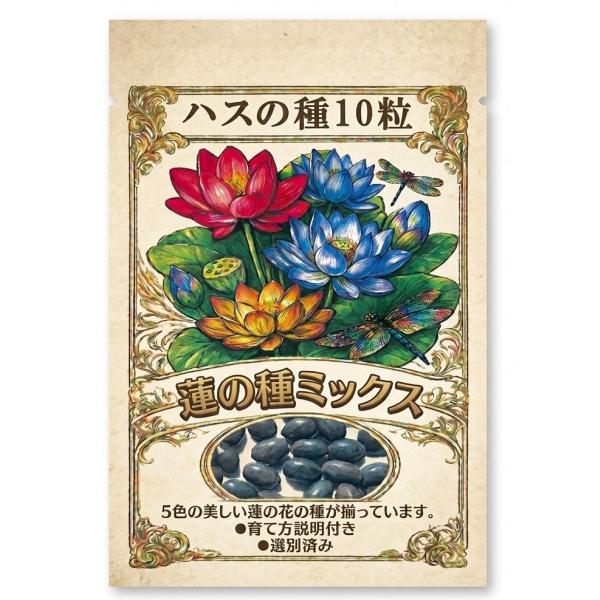 蓮の種 10粒 ハス 種子 栽培セット 水生植物 睡蓮鉢 発芽しやすい 初心者 簡単 自宅栽培 観賞用 育て方説明書付き