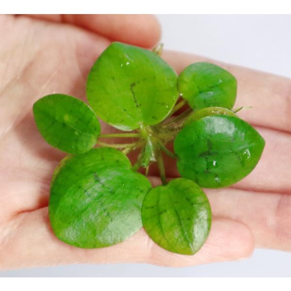 (浮草) アマゾンフロッグピット (国産)10株 (無農薬)（ビオトープ）