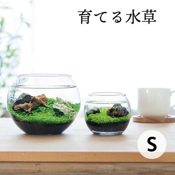 栽培キット 水草 栽培セット おしゃれ シンプル 夏 プレゼント 聖新陶芸 育てる水草 S GD-812