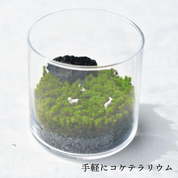 栽培キット 苔 栽培セット 夏 プレゼント 聖新陶芸 グラストモス L GD-934