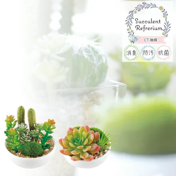 LV} TLgtE LA[eBtBVO[ SUCCULENT REFRERIUM ARTIFICIAL GREEN tFCNO[ v[g 