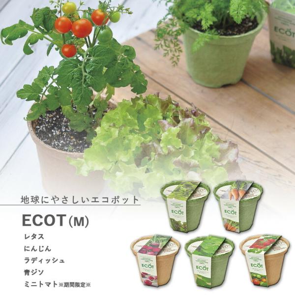 ͔|Zbg ͔|Lbg V| GD-411 GRbgM 5ނIׂ܂(~jg}g12`6݂̂̔̔ł) v[g 