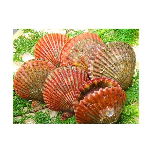 濃厚な味と甘味が特徴 伊勢志摩の貝です あっぱっぱ貝 Buyee Buyee Japanese Proxy Service Buy From Japan Bot Online