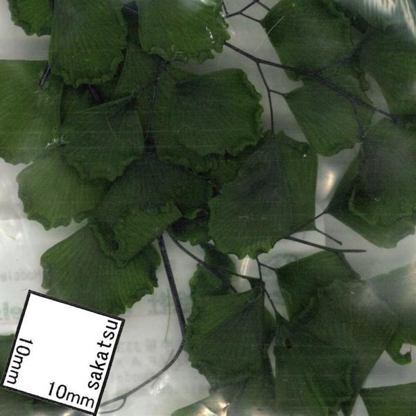 傫t@FW[tBNX@fށ@mXP[@125