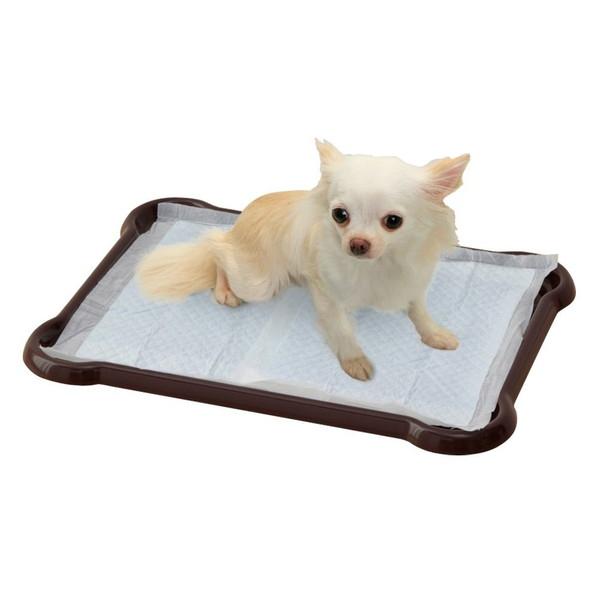 ACXI[} P-SPT V[c҂ƃg[ M[ uE