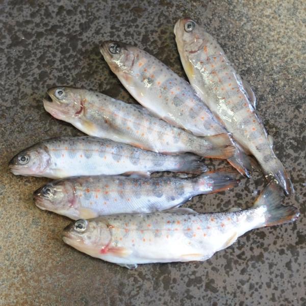 奇跡の清流 仁淀川のあまご稚魚 1kg 約10cm 約100尾 X1ボール 唐揚げ 南蛮漬け 酢の物 片岡養魚 養殖あめご