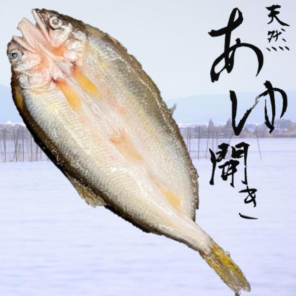 琵琶湖産 天然鮎開き16尾 約270ｇ Ｘ2ボール 塩焼き 天ぷら 焼き物 国産鮎 滋賀県産 一夜干しでは無い