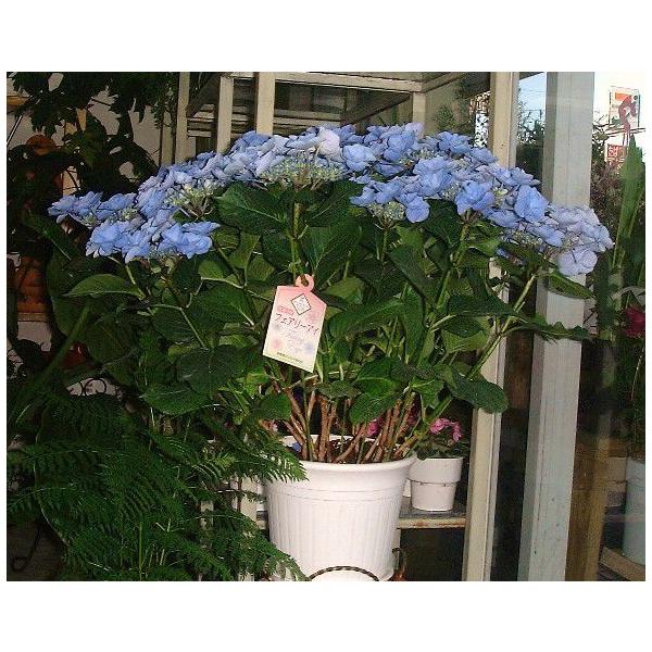 母の日に贈る アジサイ 紫陽花 フェアリーアイ6号鉢 本州 四国 九州は送料無料 季節の鉢花 Buyee Servicio De Proxy Japones Buyee Compra En Japon