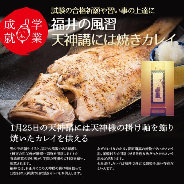 越前カレイ 干物 小サイズ400g 約7 11尾 かれい干物詰め合わせ 天神講の焼きガレイにも 美味食卓さくだや 通販 Yahoo ショッピング