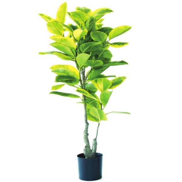 人工観葉植物 フィカス アルテシマ ポット 135 （1個入り） MIRAKANA
