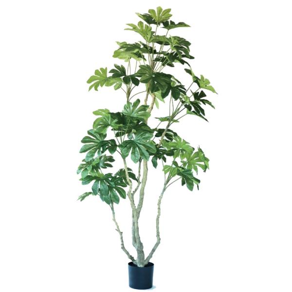 人工観葉植物 ヤツデ ポット 190 （1個入り） 993100 p13 : さくら