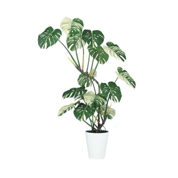 人工観葉植物 ワイルドモンステラ 斑入り 160 ポット付き 高さ160cm