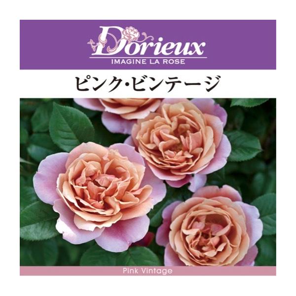 珍しいバラ開花苗 楽天市場】送料無料【ピンク ビンテージ 6号鉢 秋開花株】鉢植え バラ