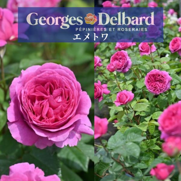 送料無料 エメトワ6号鉢大苗予約 鉢植え バラ 薔薇 デルバール 大苗 フレンチローズ 冬 エメトワ 新品種 バラ苗