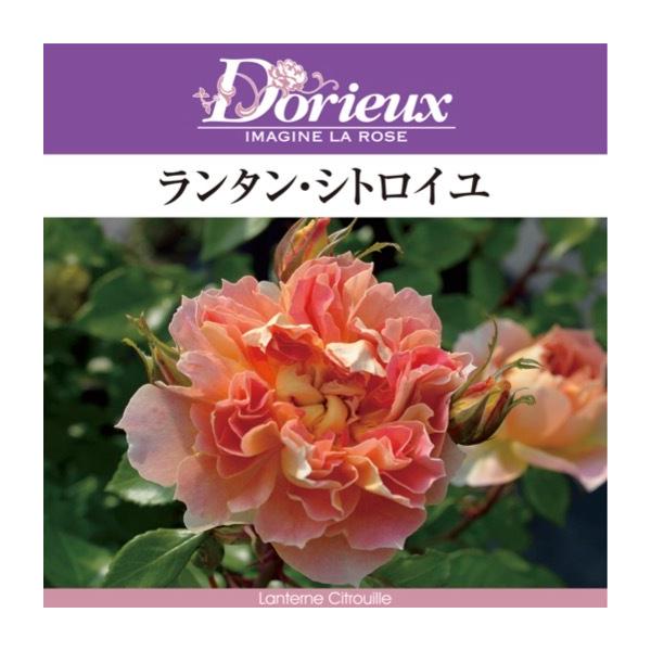 ランタンシトロイユ　大苗　8号鉢　バラ 楽天市場】四季咲きバラ苗 【ランタンシトロイユ】 2年生大苗