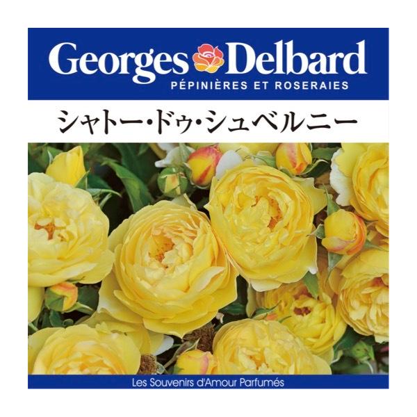 [Release date: April 15, 2026]【商品説明、メーカー発表説明】■サイズ：新苗4号鉢(4寸)・写真は生育イメージです■シリーズ：スヴニール・ダムール■花色：黄〜レモンイエロー※季節、気温、環境によって色が異なる場合...