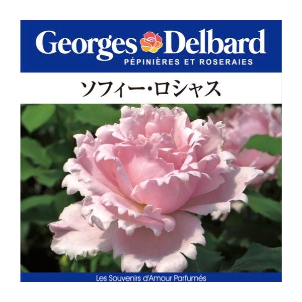 送料無料 ソフィー ロシャス長尺7号 大苗の魅力と育て方