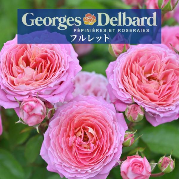 送料無料 フルレット6号鉢 秋開花株 鉢植え バラ 薔薇 デルバール 大苗