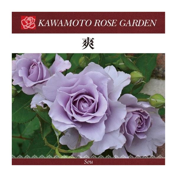 sakuranbo-honpo_kb-19