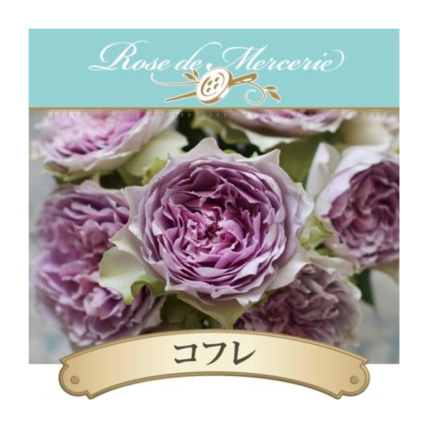 送料無料 コフレ長尺7号 大苗 鉢植え バラ 薔薇 河本バラ園 大苗 7号鉢