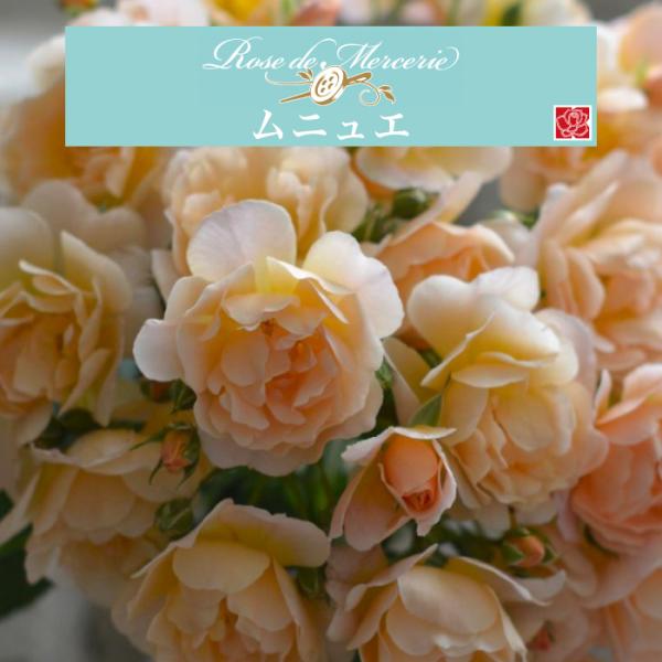送料無料 ムニュエ 新苗4号鉢 鉢植え バラ 薔薇 河本バラ園 メルスリー