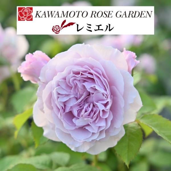 [Release date: April 15, 2026]【商品説明、メーカー発表説明】■サイズ：新苗4号鉢(4寸)・写真は生育イメージです■花色：藤色トーンの淡いピンク■樹形：シュラブ■花径：大輪　10cm■花形：ロゼット咲き■花期：四...