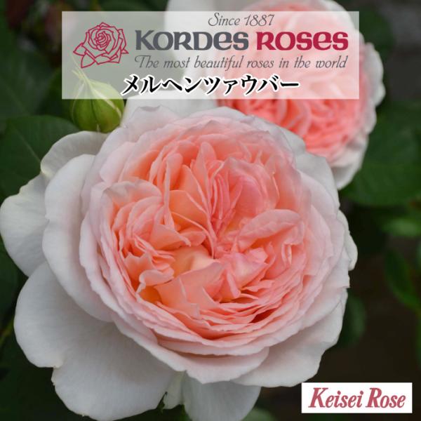 2027年 早期予約 送料無料 メルヘンツァウバー 新苗4号鉢 鉢植え バラ 薔薇 コルデス