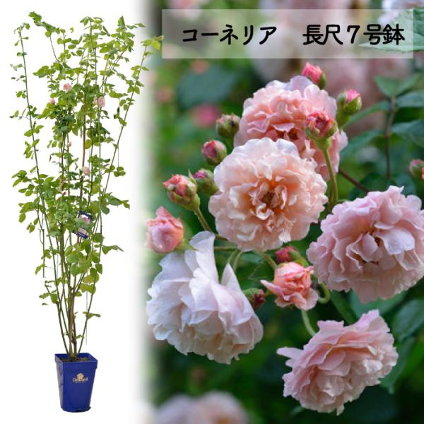 送料無料 コーネリア長尺7号 大苗 鉢植え バラ 薔薇 大苗 つるバラ