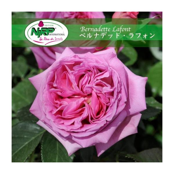 送料無料 ベルナデット ラフォン6号鉢 秋開花株 鉢植え バラ 薔薇 ニプル 大苗 開花苗