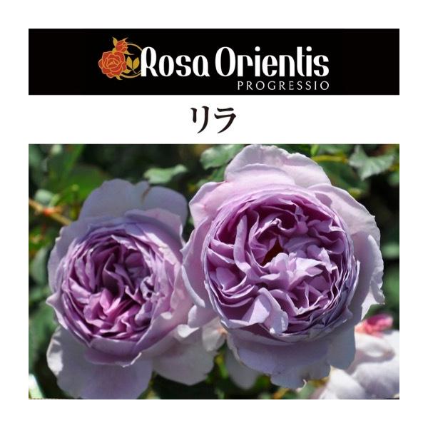専用 ロサオリエンティス バラ苗 リラ 送料無料 リラ6号鉢大苗予約 鉢植え バラ 薔薇 ロサ オリエンティス