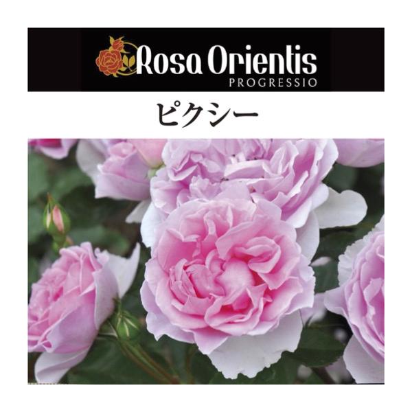 送料無料 ピクシー6号鉢大苗予約 鉢植え バラ 薔薇 ロサ オリエン