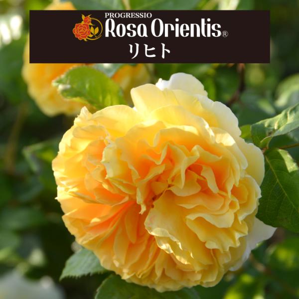 送料無料 リヒト6号鉢大苗予約 鉢植え バラ 薔薇 ロサ オリエンティス