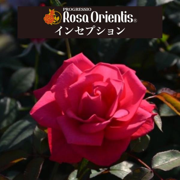 送料無料 インセプション 6号鉢大苗予約 鉢植え バラ 薔薇 ロサ