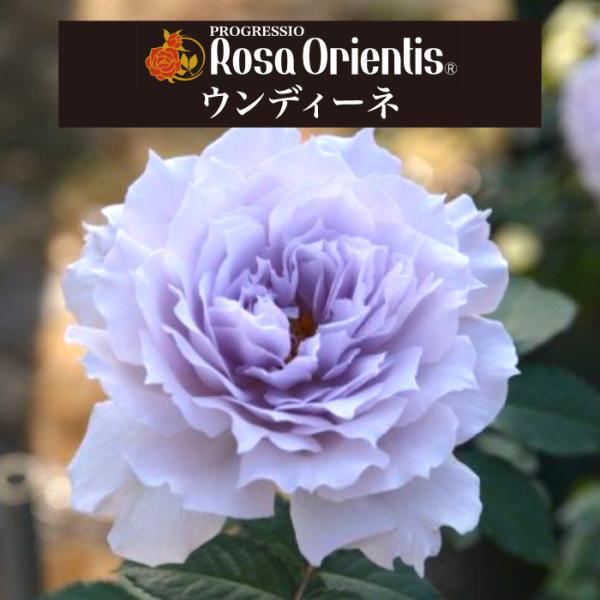 sakuranbo-honpo_r-o-91