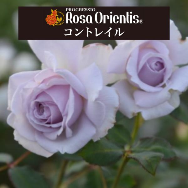 送料無料 コントレイル 6号鉢大苗予約 鉢植え バラ 薔薇 ロサ オリエンティス 大苗
