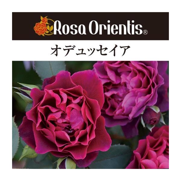 [Release date: April 15, 2026]【商品説明、メーカー発表説明】■サイズ：新苗4号鉢(4寸)・写真は生育イメージです■花色：黒赤紫※季節、気温、環境によって色が異なる場合がございます■花期：四季咲き■樹高、幅、樹形...