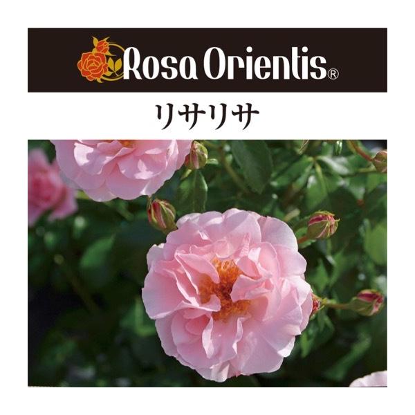 送料無料 リサリサ6号鉢 春開花株 鉢植え バラ 薔薇 ロサ オリエン