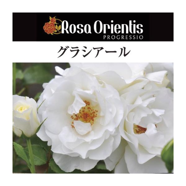 送料無料 グラシアール 6号鉢 秋開花株 鉢植え バラ 薔薇 ロサ オリエンティス 大苗 開花苗