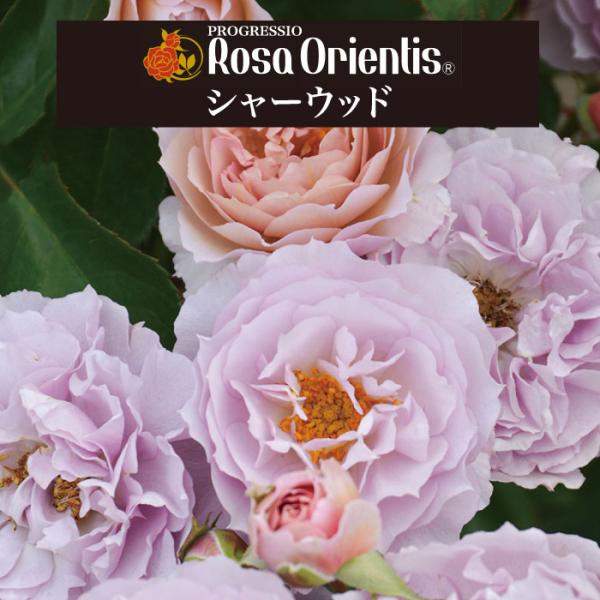 送料無料 シャーウッド 6号鉢 春開花株 鉢植え バラ 薔薇 ロサ